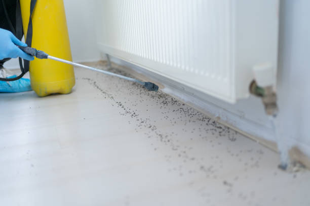 Wasp Removal Services in Waukegan, IL